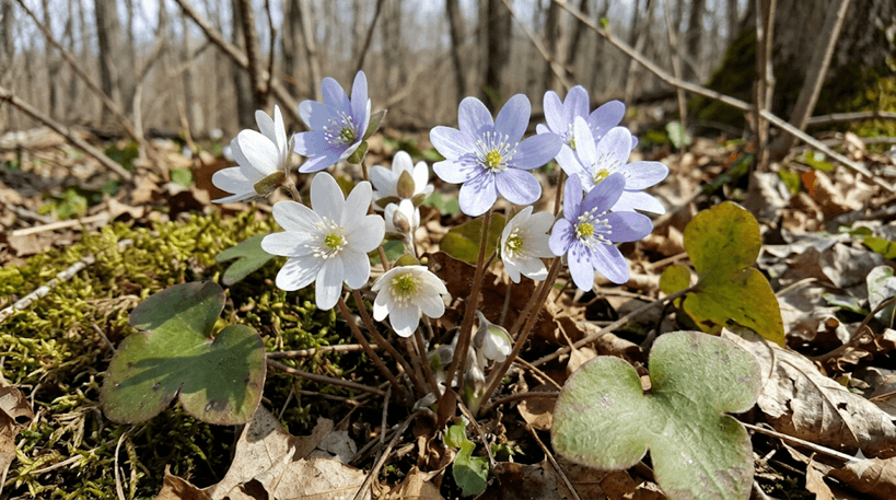 Round-lobed Hepatica
